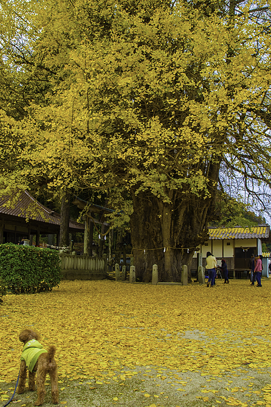 £¸£°¥ï¥ó¥Á¥ã¥ó¤ÈÂç¶ä°ÉIMGP2200-Edit