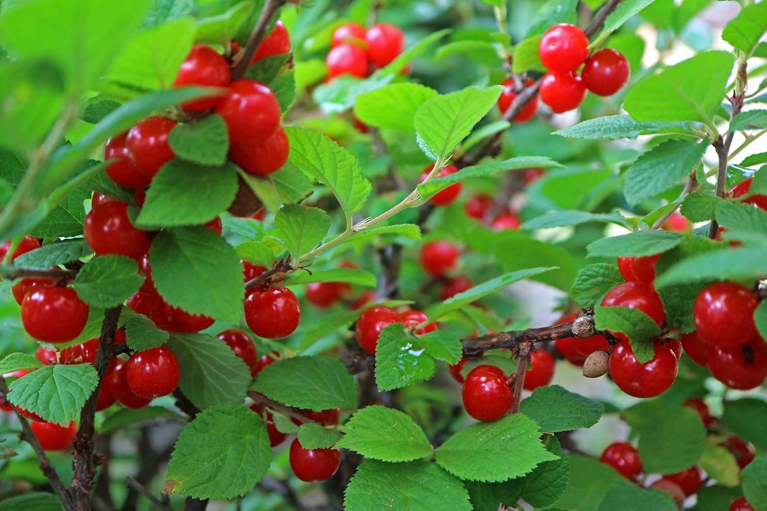 ユスラウメ 呉のメバル師 ユスラウメ 呉のメバル師