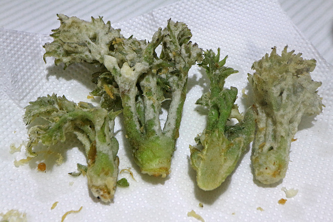 ��������β�ŷ�פ�IMG_6350