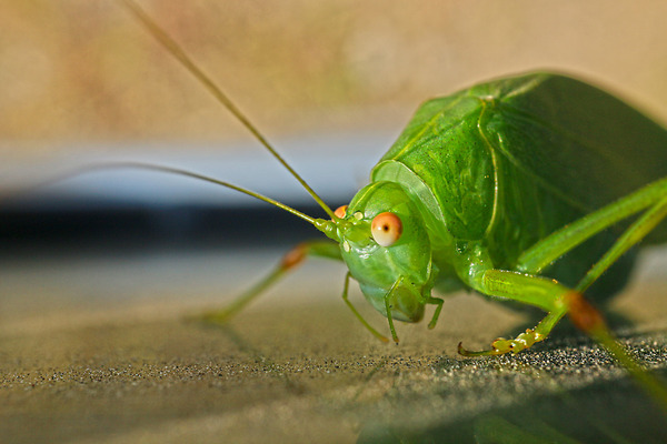 �����ĥ�ॷIMG_6566