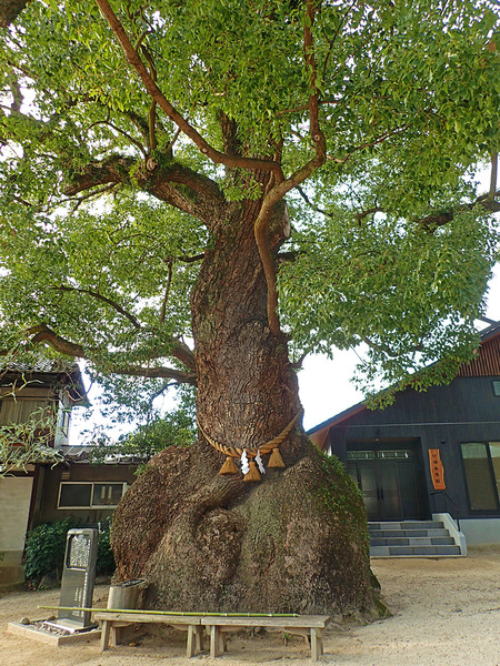 £±£²¥¯¥¹¥Î¥£±PC300540