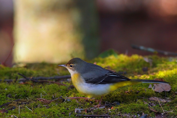 �������쥤��