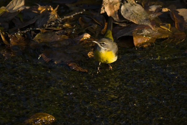 �������쥤��