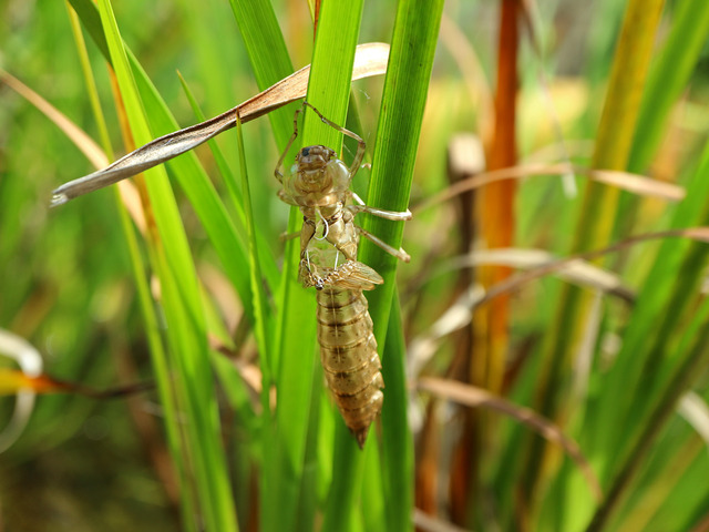 �����䥴��IMG_3635