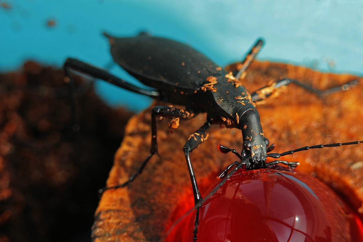 マイマイカブリ の 飼育 : 呉のメバル師