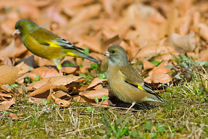 ���參���ҥ�