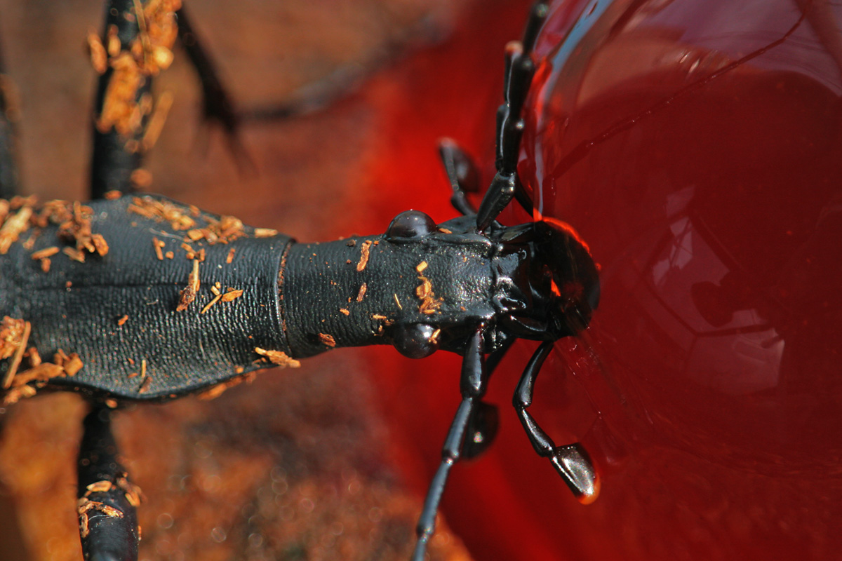 マイマイカブリ の 飼育 : 呉のメバル師