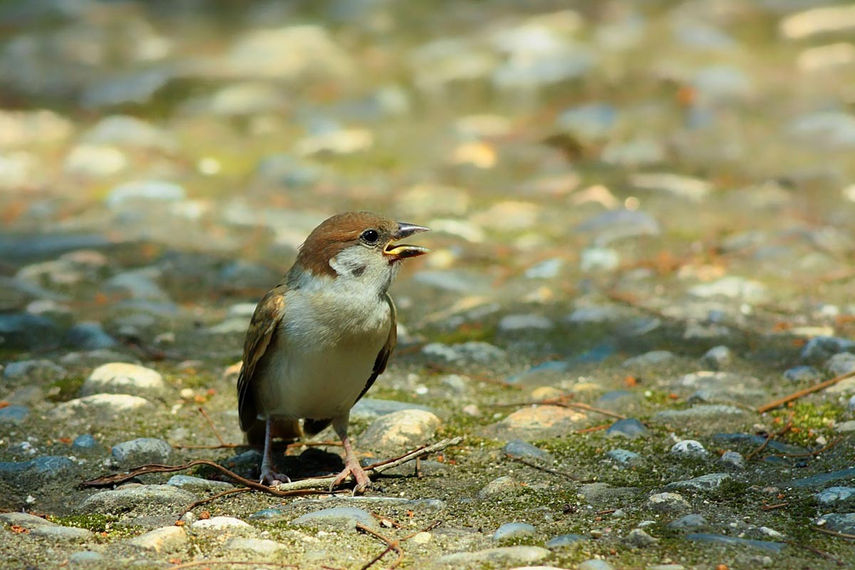 スズメ 若鳥のつぶやき 呉のメバル師