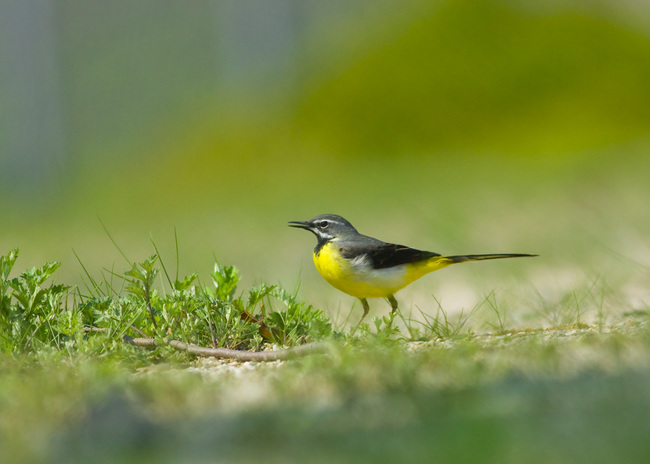 �������쥤