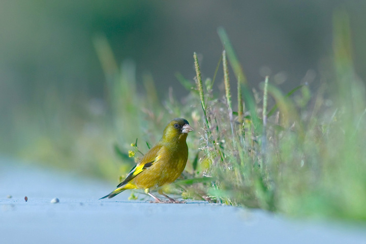 �����ҥ�