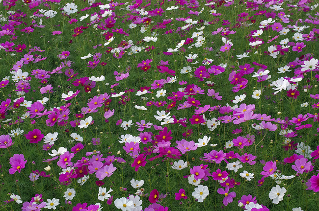 ��������IMGP9652