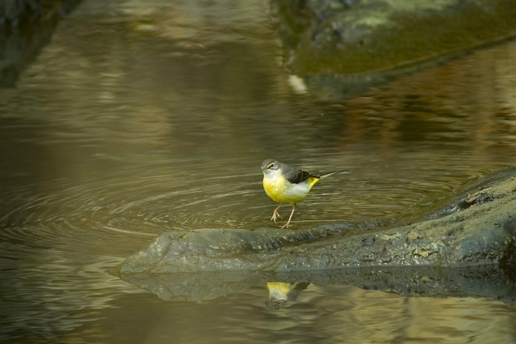 �������쥤
