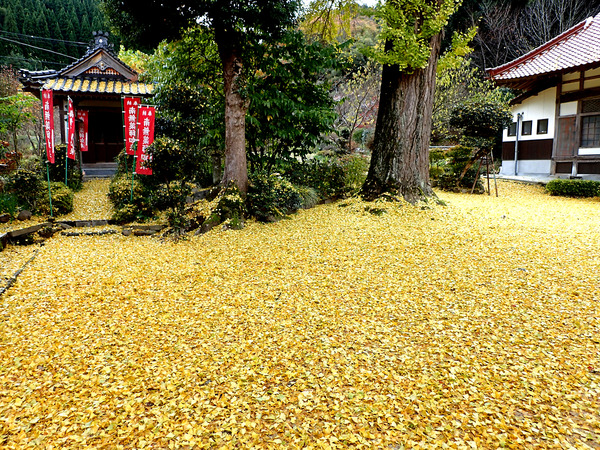 £±£²Ä¹¹¾»û¡PB191179