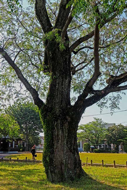 £±£²¥»¥ó¥À¥ó¤ÎÌÚ¢IMG_5225