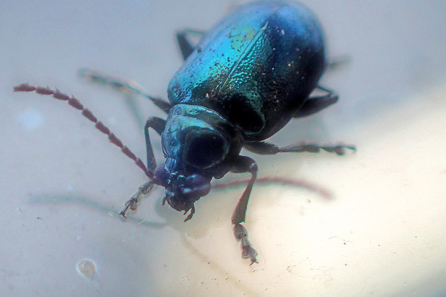 �������ߥʥ�ϥॷP6140017