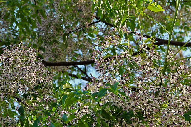 £±£²¥»¥ó¥À¥ó¤Î²ÖIMG_5220