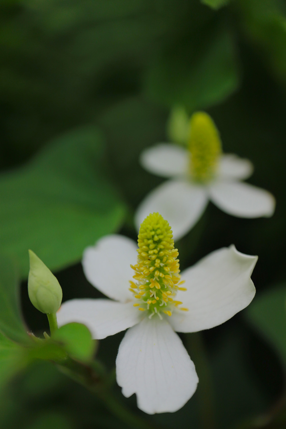 ドクダミの花 呉のメバル師