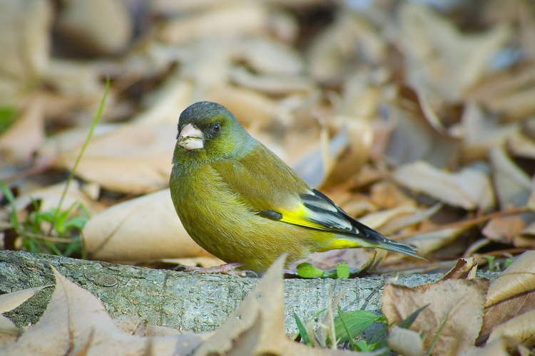 �����ҥ�