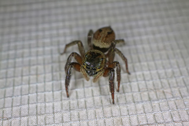 �����ϥ��ȥꥰ��IMG_6368_d