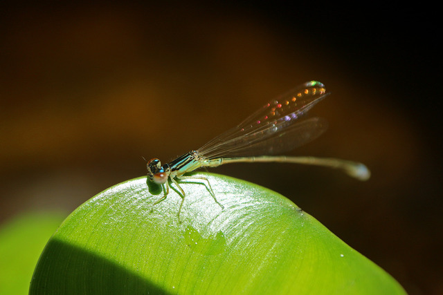 �������ȥȥ��IMG_3675