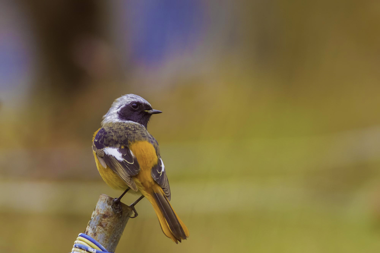 �������祦�ӥ���IMGP9348-Edit