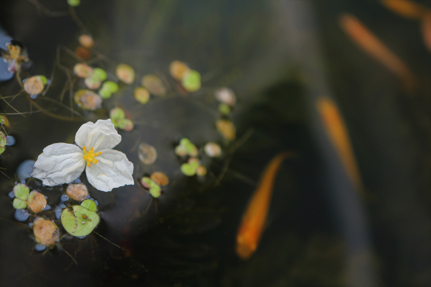 アナカリスの花 呉のメバル師