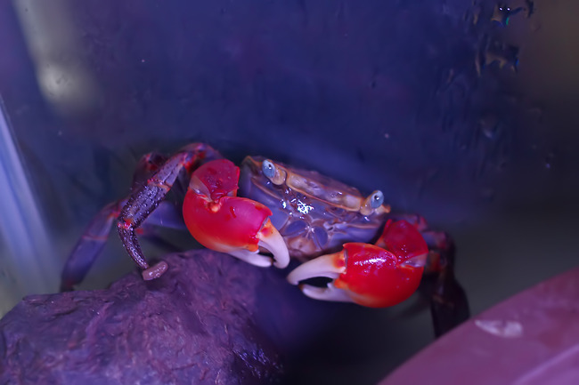 エントリ画像