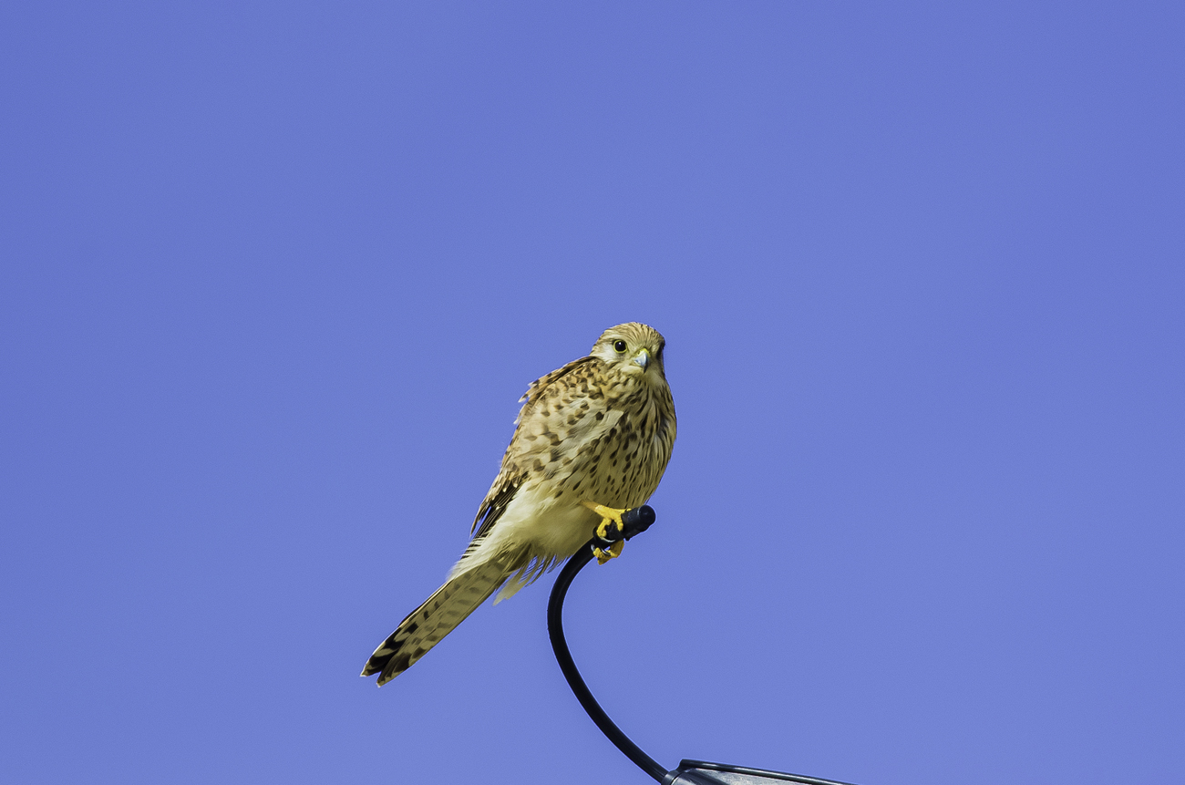 13���祦����ܥ�IMGP9444-Edit