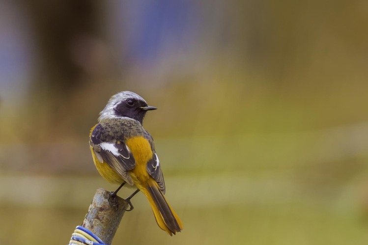 �������祦�ӥ���IMGP9348-Edit