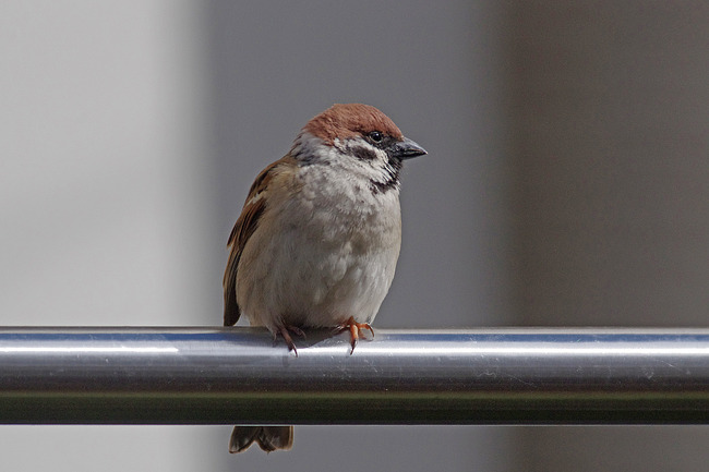 ����������ʪ������IMGP2717