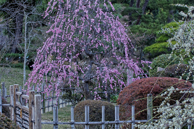 �����̷ʱୣIMGP0073