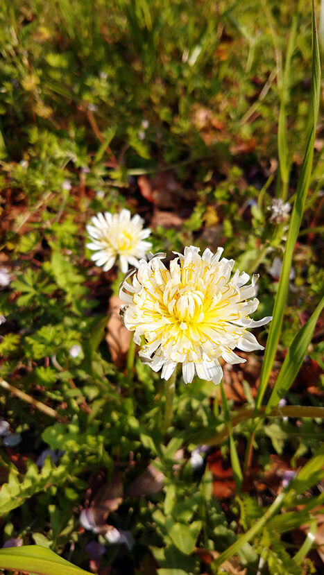 散る 昼喰らいまぁ