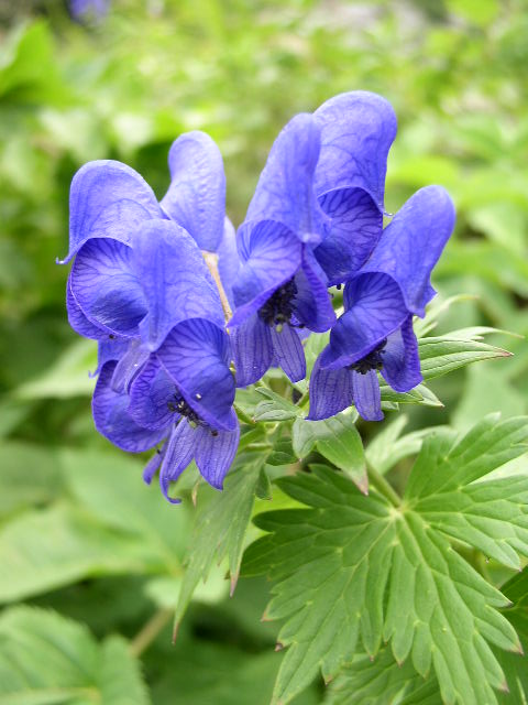 ミヤマトリカブト Queendo Blog