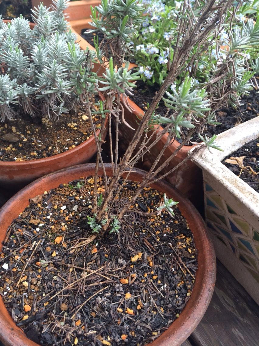 実生 ラベンダー 3年目 Queen S Garden