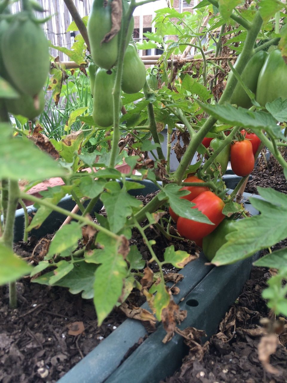 色づいてきたサンマルツァーノ Queen S Garden