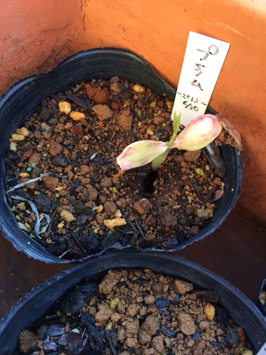 プラム発動開始 Queen S Garden