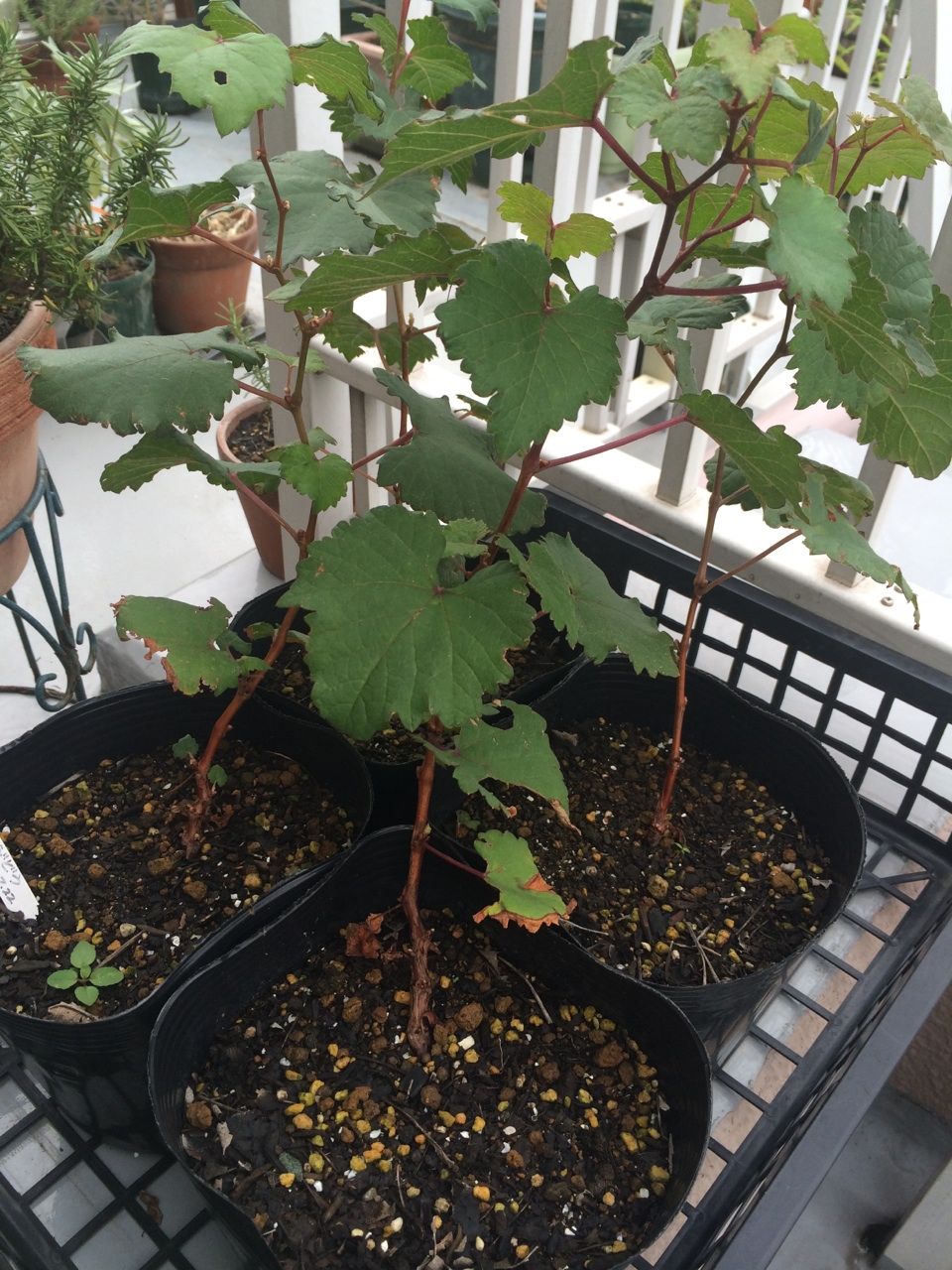 実生ぶどう 発芽から約4ヶ月 Queen S Garden 実生ぶどう 発芽から約4ヶ月 Queen S Garden