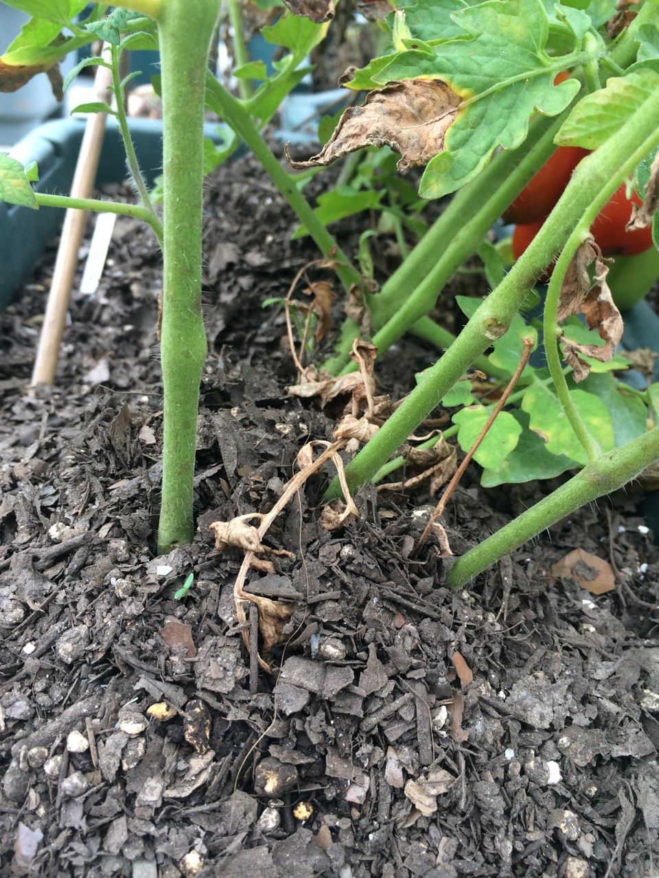 色づいてきたサンマルツァーノ Queen S Garden