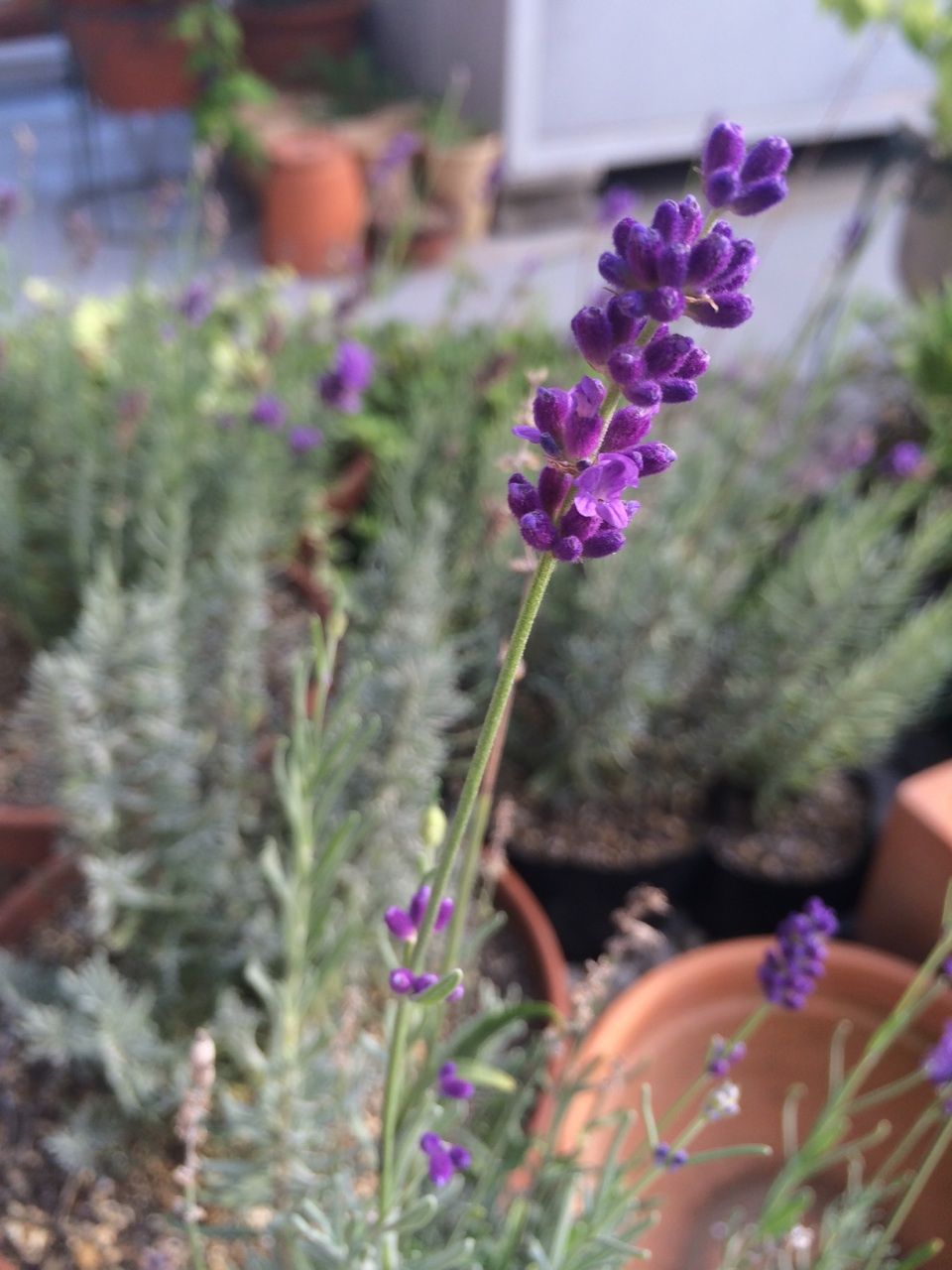 夏越し 実生 イングリッシュラベンダー Queen S Garden