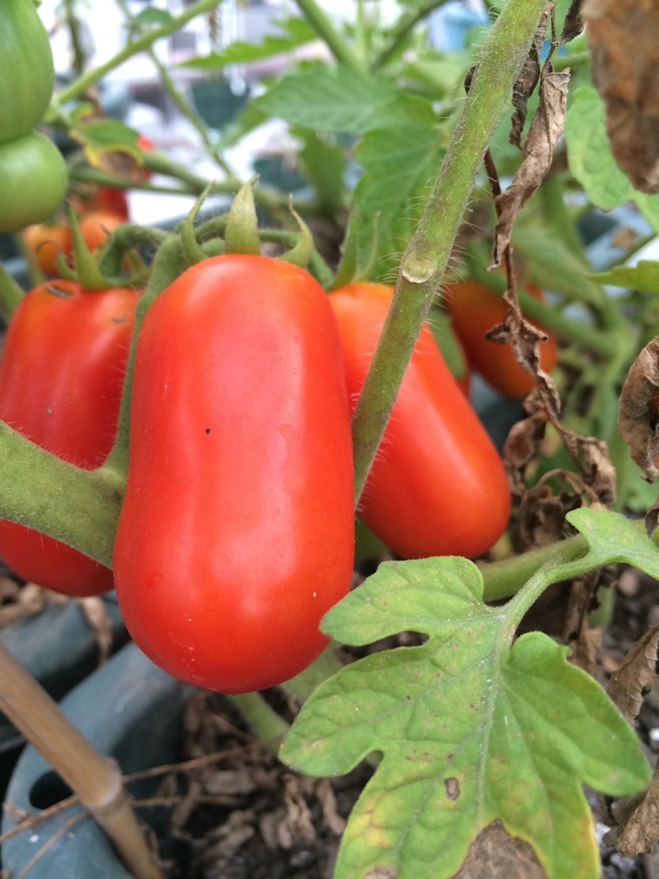 色づいてきたサンマルツァーノ Queen S Garden