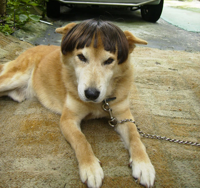 シバ犬のラブチャンにエクステつけてみました Queen S Hair Blog
