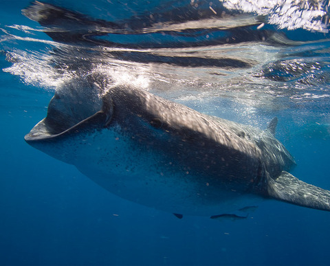 29863_Tiburones-Ballena-ACPWS11182012045