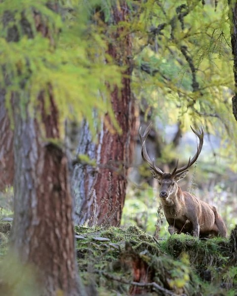 ビッグクラウンポインターデイト x チェルボボランテ Oris X Cervo Volante_red deer_Hi