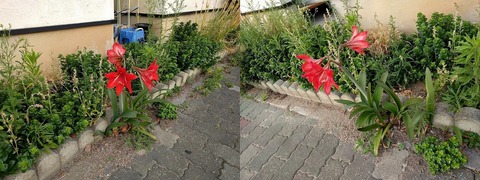 ど根性  カンナ