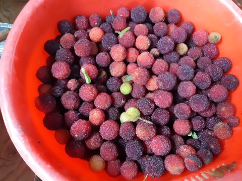 採った直後の山桃