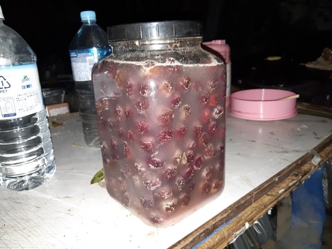 放置山桃を砂糖水に漬け込む