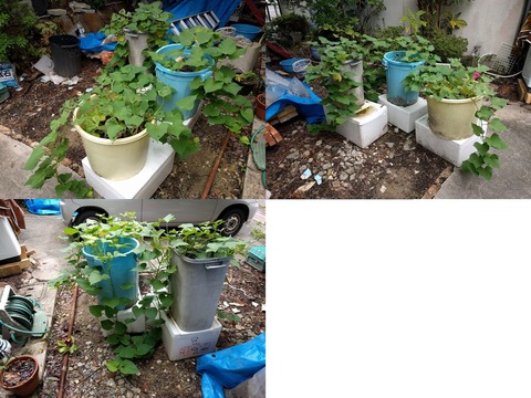 サツマイモ_09_24_02