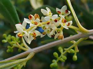 flordeolivo