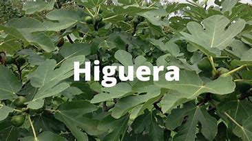 higuera1