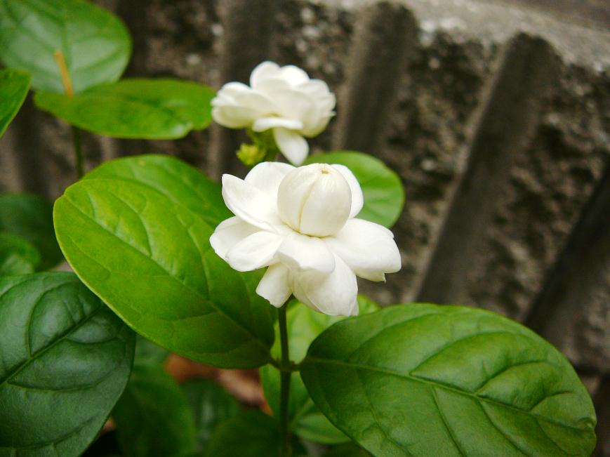 マツリカの花 Yumirinのblog マツリカの花 Yumirinのblog